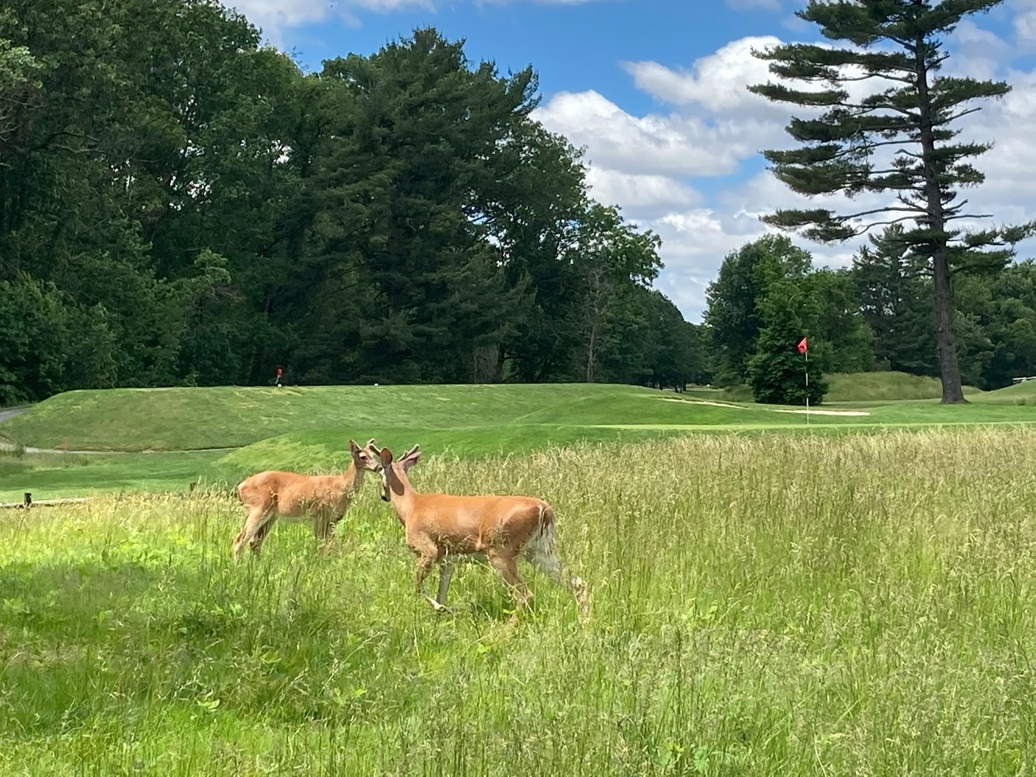 Deer on the golf course