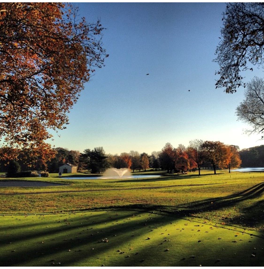 Greens at the golf course